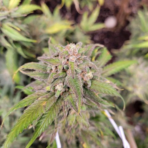 Lemon Sour Diesel 🍋 🍋 🍋 🍋 2 growlog timeline photo
