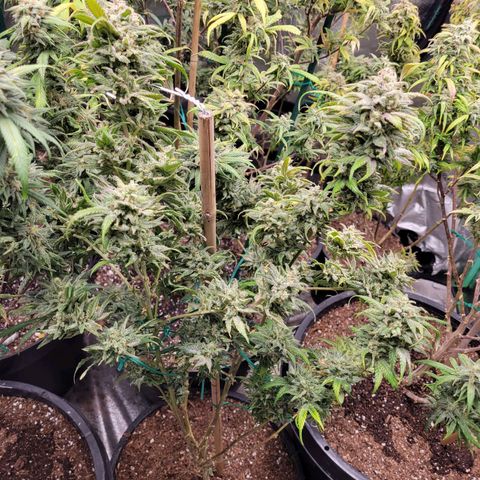 Lemon Sour Diesel 🍋 🍋 🍋 🍋 2 growlog timeline photo