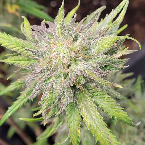 Lemon Sour Diesel 🍋 🍋 🍋 🍋 2 growlog timeline photo