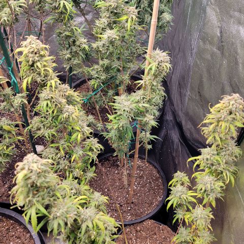 Lemon Sour Diesel 🍋 🍋 🍋 🍋 2 growlog timeline photo
