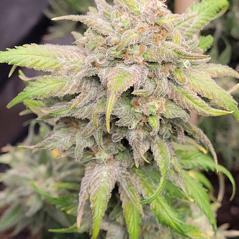 Lemon Sour Diesel 🍋 🍋 🍋 🍋 2 growlog timeline photo