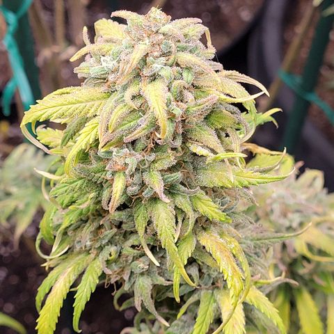 Lemon Sour Diesel 🍋 🍋 🍋 🍋 2 growlog timeline photo