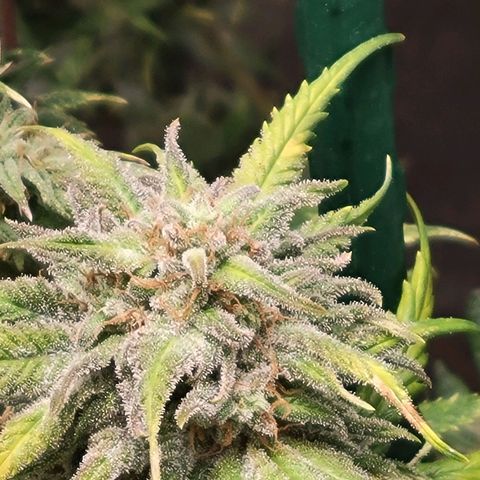 Lemon Sour Diesel 🍋 🍋 🍋 🍋 2 growlog timeline photo