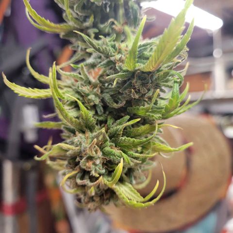Lemon Sour Diesel 🍋 🍋 🍋 🍋 2 growlog timeline photo