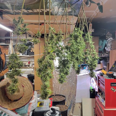 Lemon Sour Diesel 🍋 🍋 🍋 🍋 2 growlog timeline photo