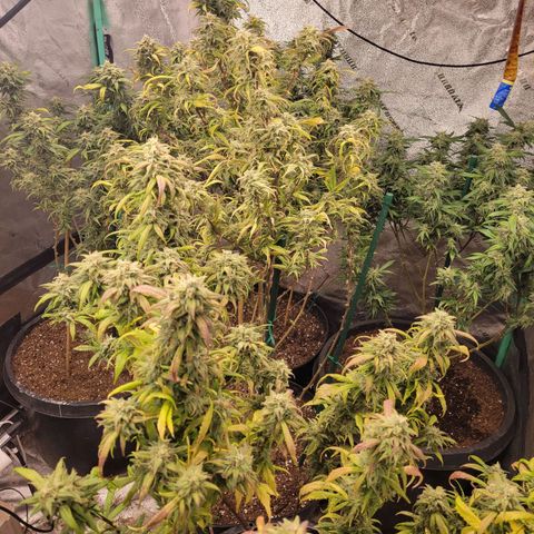 Lemon Sour Diesel 🍋 🍋 🍋 🍋 1  growlog timeline photo