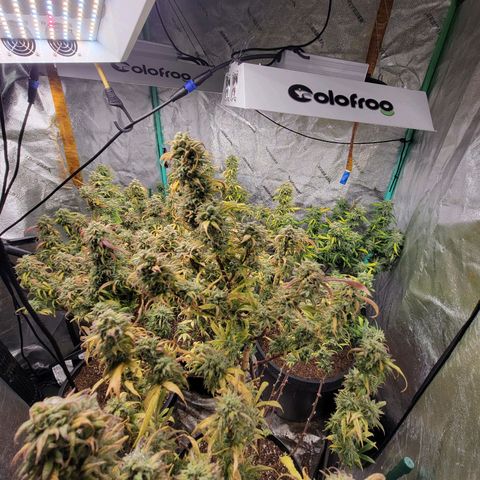 Lemon Sour Diesel 🍋 🍋 🍋 🍋 1  growlog timeline photo