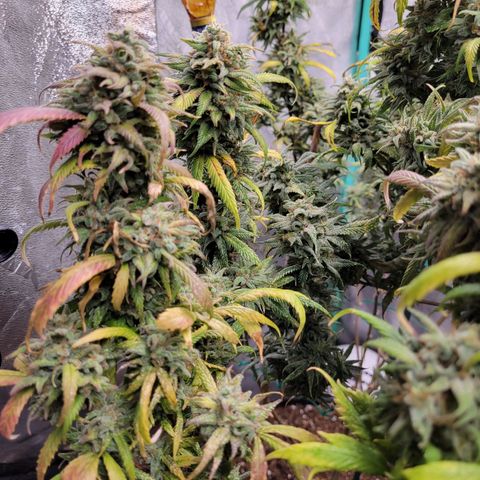 Lemon Sour Diesel 🍋 🍋 🍋 🍋 1  growlog timeline photo