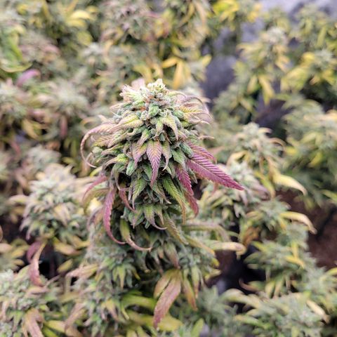 Lemon Sour Diesel 🍋 🍋 🍋 🍋 1  growlog timeline photo