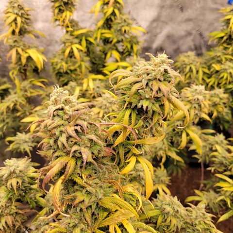 Lemon Sour Diesel 🍋 🍋 🍋 🍋 1  growlog timeline photo