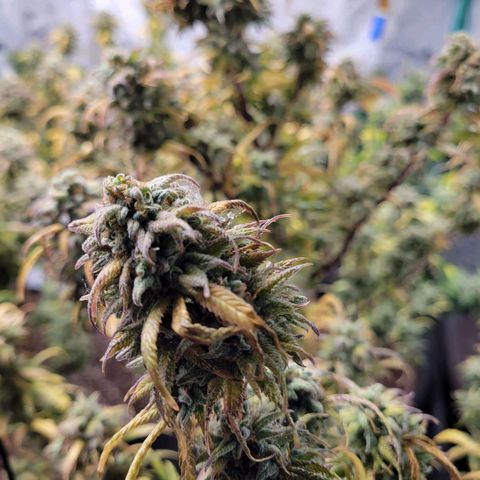 Lemon Sour Diesel 🍋 🍋 🍋 🍋 1  growlog timeline photo