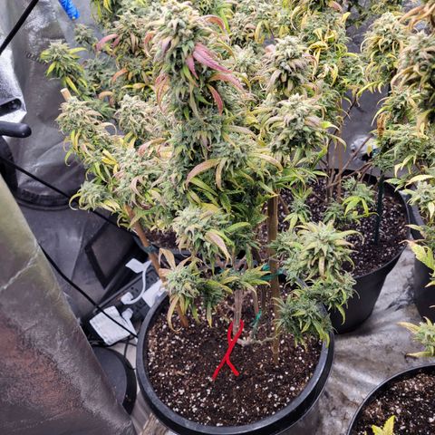 Lemon Sour Diesel 🍋 🍋 🍋 🍋 1  growlog timeline photo