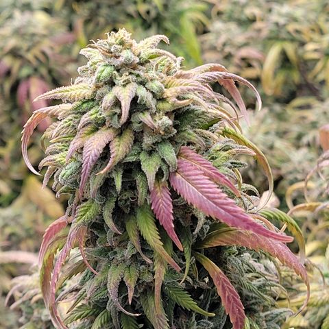 Lemon Sour Diesel 🍋 🍋 🍋 🍋 1  growlog timeline photo