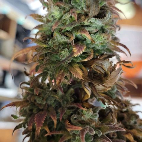 Lemon Sour Diesel 🍋 🍋 🍋 🍋 1  growlog timeline photo