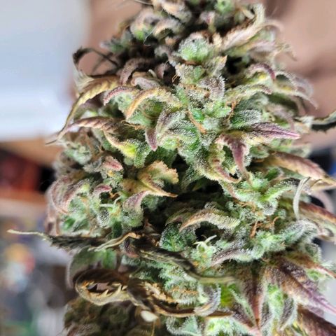 Lemon Sour Diesel 🍋 🍋 🍋 🍋 1  growlog timeline photo
