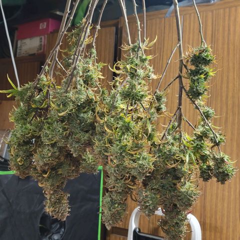 Lemon Sour Diesel 🍋 🍋 🍋 🍋 1  growlog timeline photo