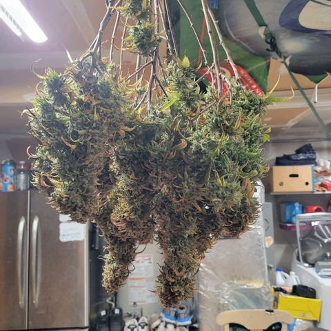 Lemon Sour Diesel 🍋 🍋 🍋 🍋 1  growlog timeline photo