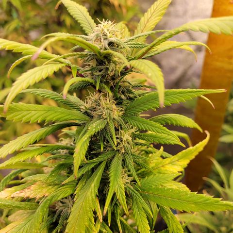 Lemon Sour Diesel 🍋 🍋 🍋 🍋 1  growlog timeline photo