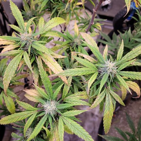 Lemon Sour Diesel 🍋 🍋 🍋 🍋 1  growlog timeline photo