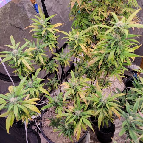 Lemon Sour Diesel 🍋 🍋 🍋 🍋 1  growlog timeline photo