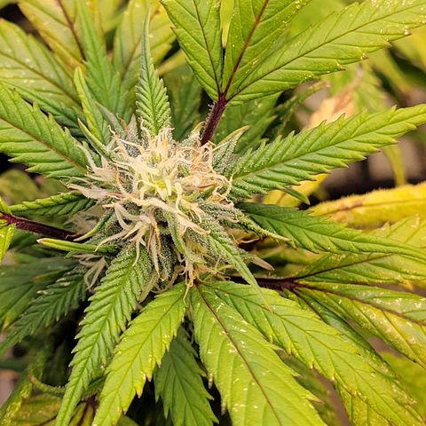 Lemon Sour Diesel 🍋 🍋 🍋 🍋 1  growlog timeline photo