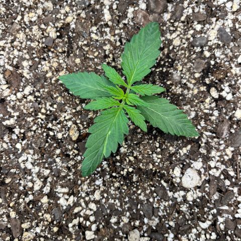 GigaGlue  growlog photo: Going into Veg 
PPFD 570 DLI 31.5