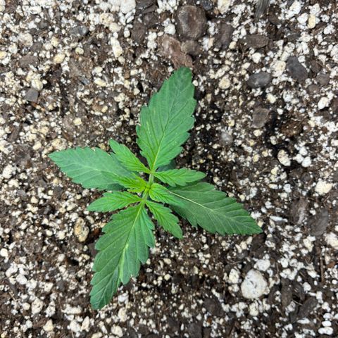 GigaGlue  growlog timeline photo