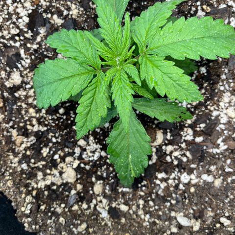 GigaGlue  growlog timeline photo