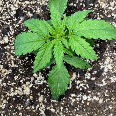 GigaGlue  growlog timeline photo