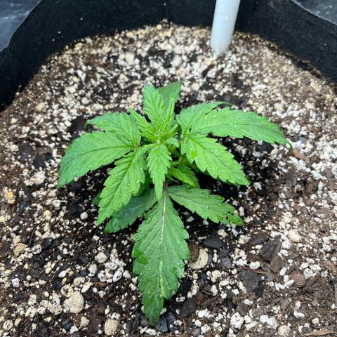 GigaGlue  growlog timeline photo