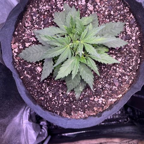 GigaGlue  growlog timeline photo