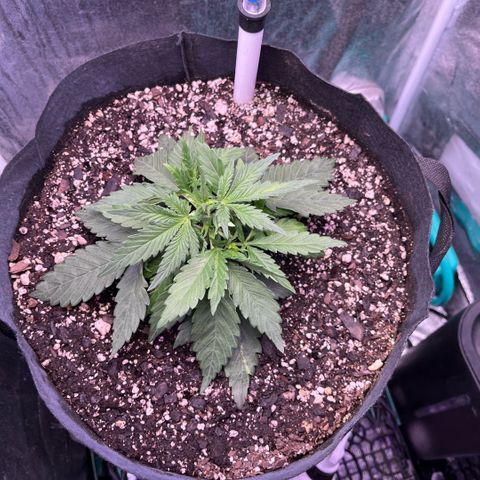GigaGlue  growlog timeline photo