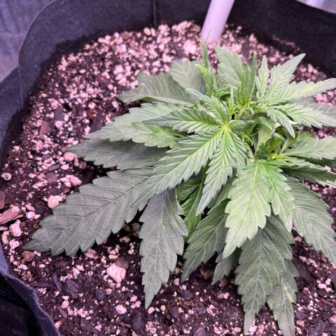 GigaGlue  growlog timeline photo