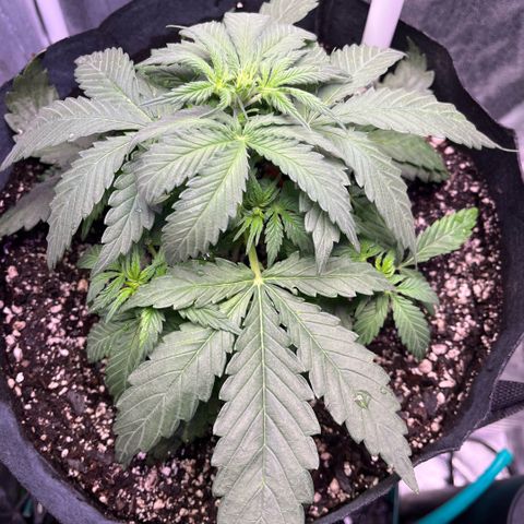 GigaGlue  growlog timeline photo