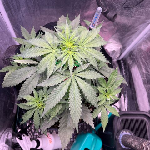 GigaGlue  growlog photo: 4 days after feeding 