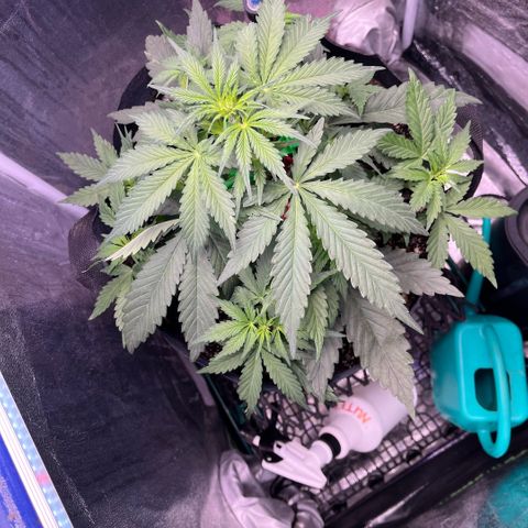 GigaGlue  growlog photo: 4 days after feeding 
