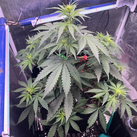 GigaGlue  growlog photo: She took the fertilizer GREAT!!!