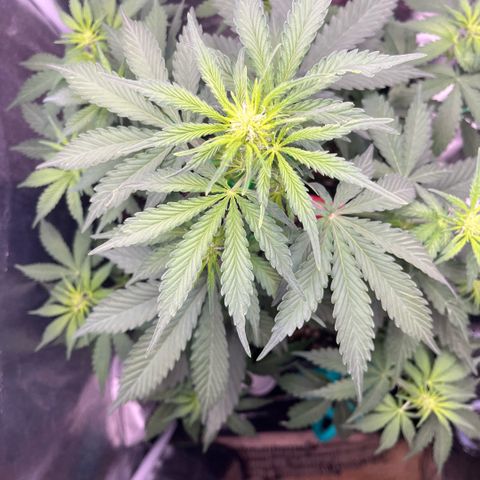 GigaGlue  growlog photo: She took the fertilizer GREAT!!!