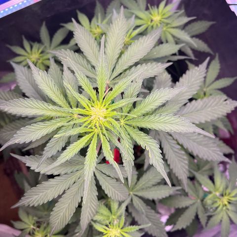 GigaGlue  growlog photo: She took the fertilizer GREAT!!!