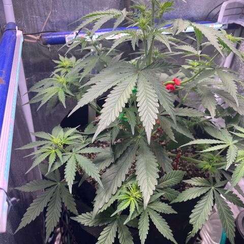 GigaGlue  growlog photo: She took the fertilizer GREAT!!!