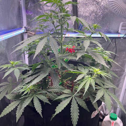 GigaGlue  growlog timeline photo