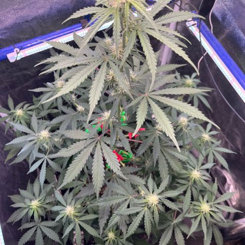 GigaGlue  growlog timeline photo