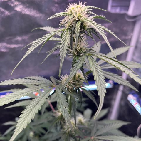 GigaGlue  growlog timeline photo