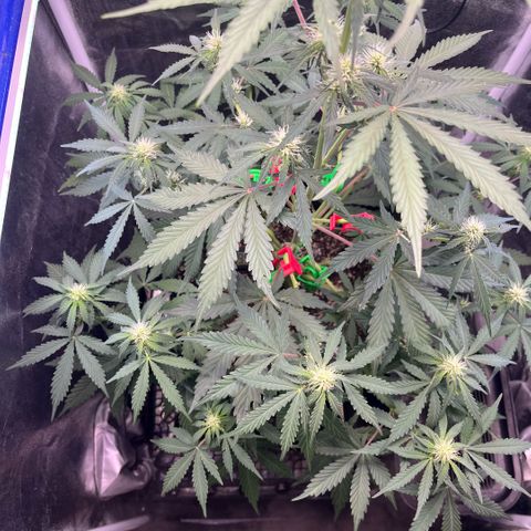 GigaGlue  growlog timeline photo