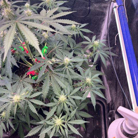 GigaGlue  growlog timeline photo