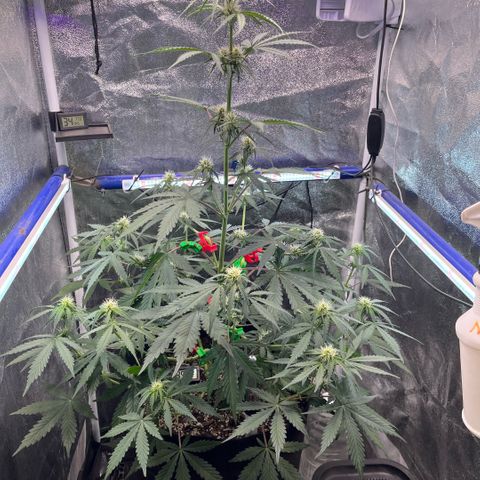 GigaGlue  growlog timeline photo