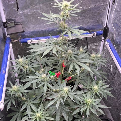 GigaGlue  growlog timeline photo