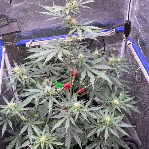 GigaGlue  growlog timeline photo
