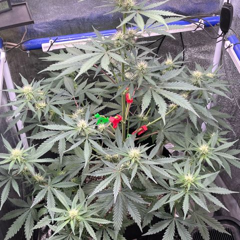 GigaGlue  growlog timeline photo