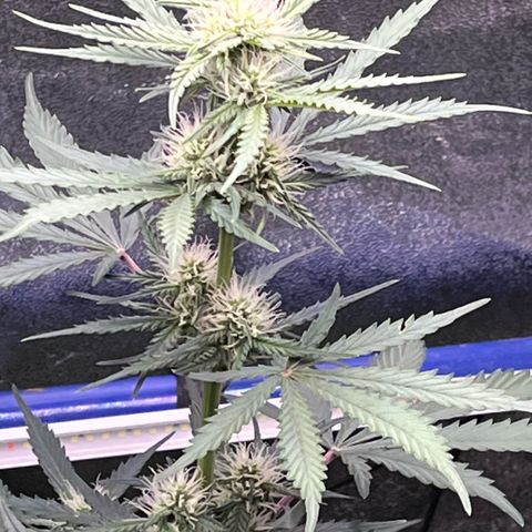 GigaGlue  growlog timeline photo